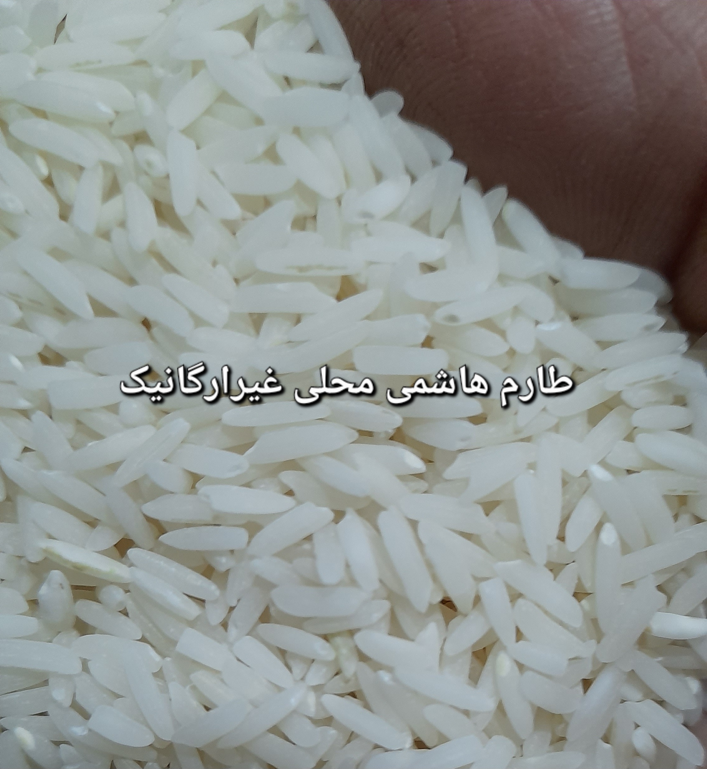 برنج درجه یک  هاشمی محلی  سورت  شده تولید 1404